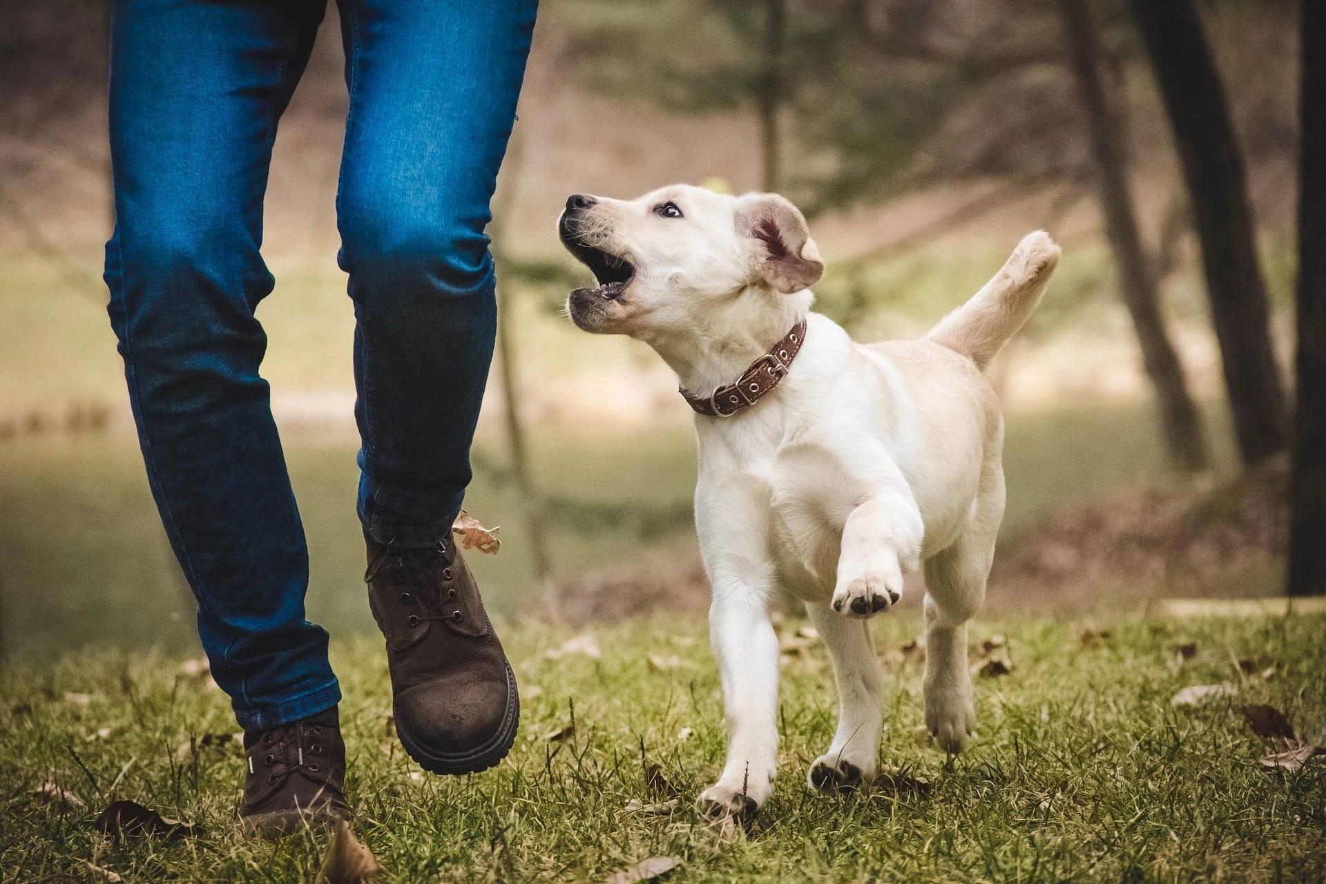 Emotional Support Animal Los Angeles California