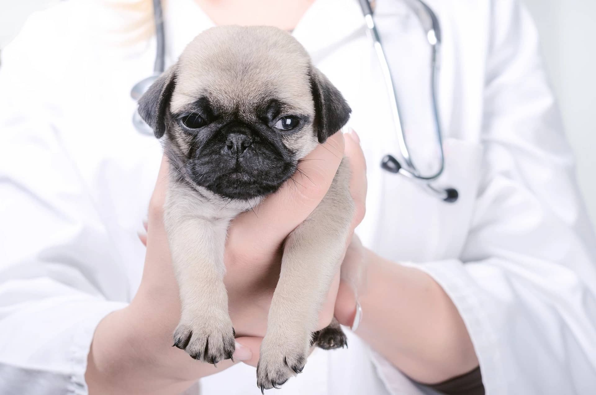 Emotional Support Animal New York City