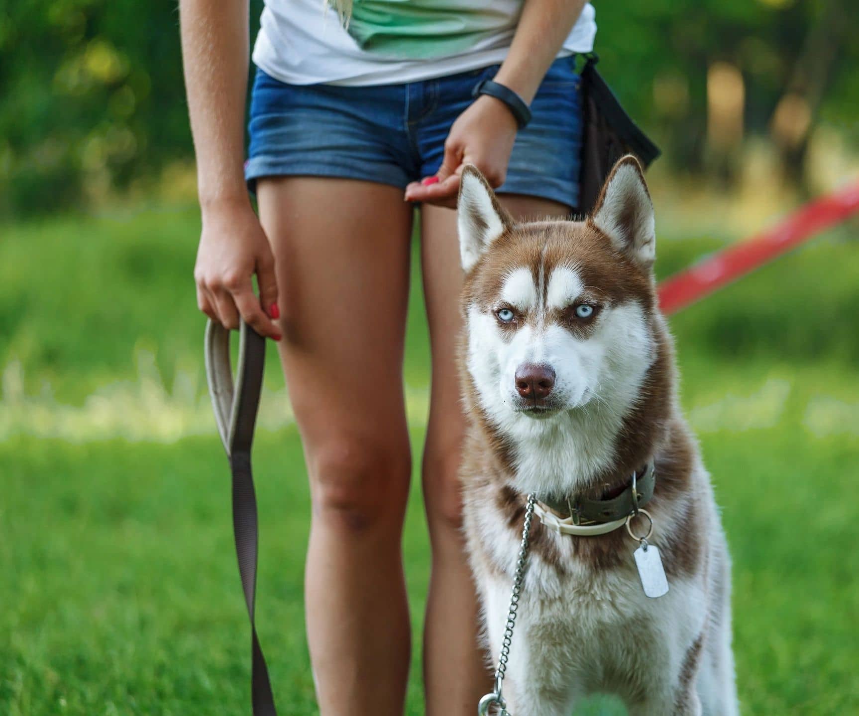 Emotional Support Animal